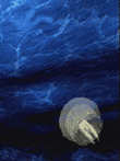  JELLY FISH The Healing Friend