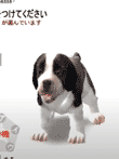 犬とあそぼう