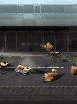 TOKYO JUNGLE